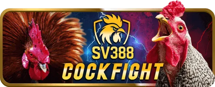 Người chơi theo dõi và đặt cược trực tiếp tại win666 casino